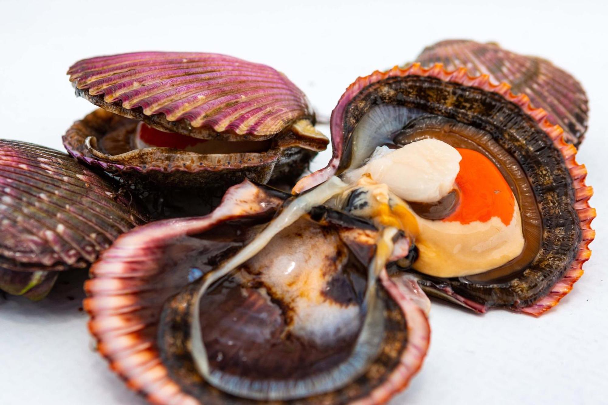 Hotel Paracas, A Luxury Collection Resort, Paracas Eksteriør bilde Scallops
